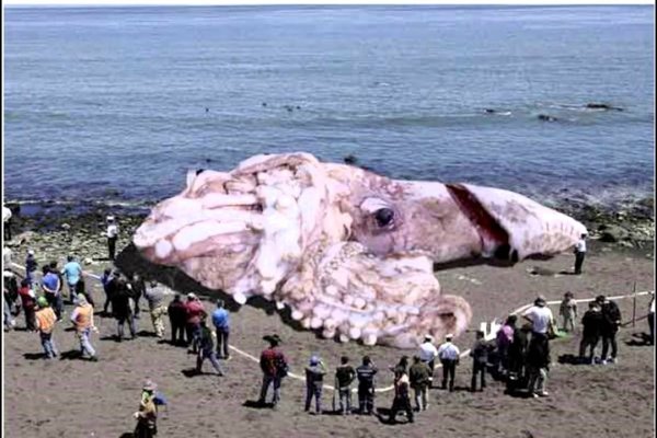 Официальный сайт kraken kraken clear com